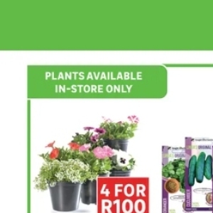 Plants at Leroy Merlin