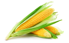 Corn